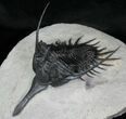 Inch Psychopyge Trilobite - Awesome #4086-2